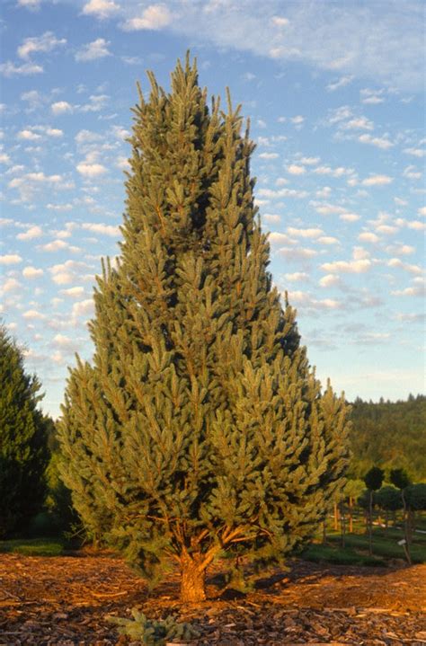 Flora Wonder Blog: The Skinny on the Skinny